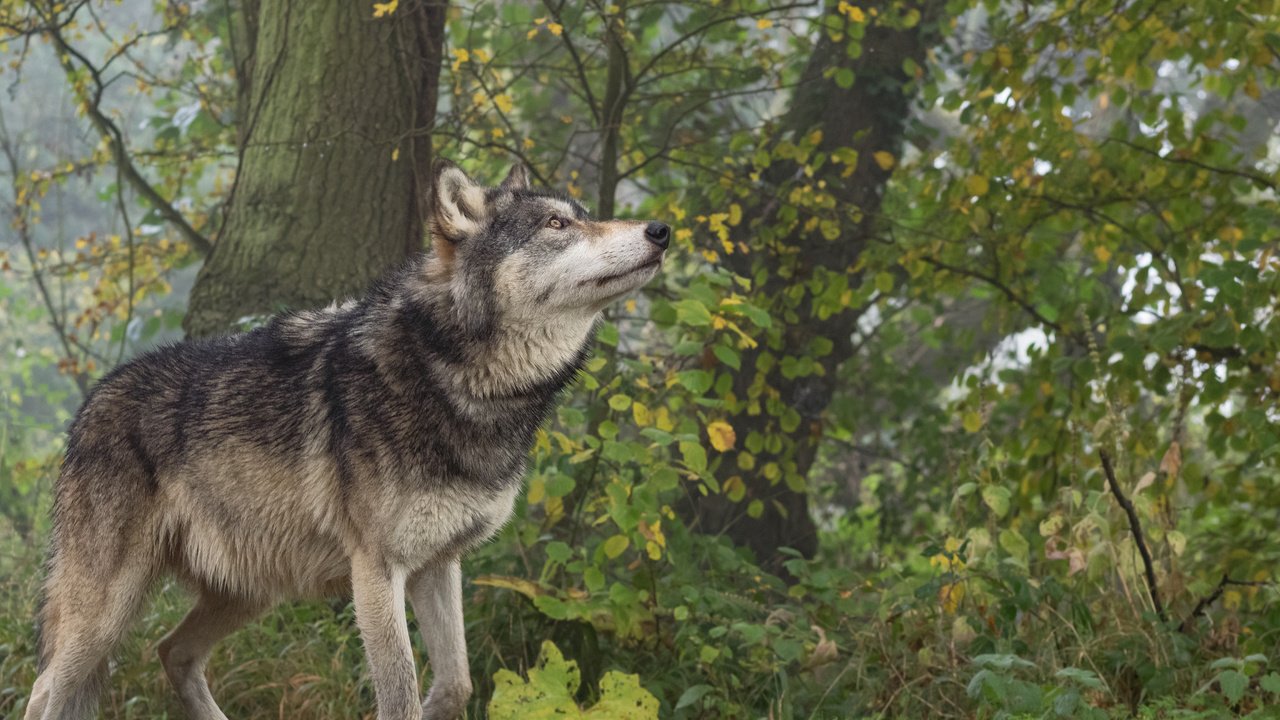 Обои природа, лес, животное, волк, nature, forest, animal, wolf разрешение 4608x3456 Загрузить