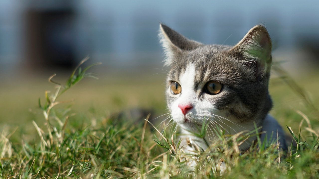 Обои трава, кот, мордочка, усы, кошка, взгляд, котенок, grass, cat, muzzle, mustache, look, kitty разрешение 4962x2772 Загрузить