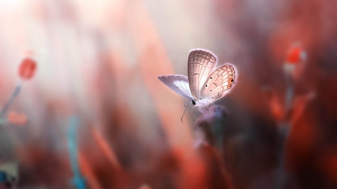 Обои цветы, насекомое, фон, бабочка, крылья, размытость, flowers, insect, background, butterfly, wings, blur разрешение 2500x1667 Загрузить