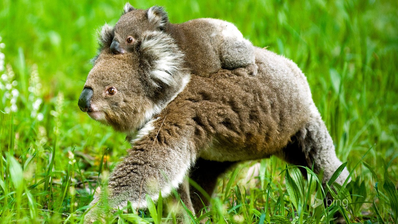 Обои трава, природа, детеныш, медвежонок, коала, коалы, grass, nature, cub, bear, koala, koalas разрешение 1920x1200 Загрузить