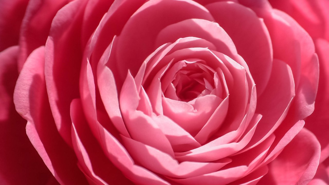 Обои цветок, роза, лепестки, крупным планом, flower, rose, petals, closeup разрешение 2634x1646 Загрузить