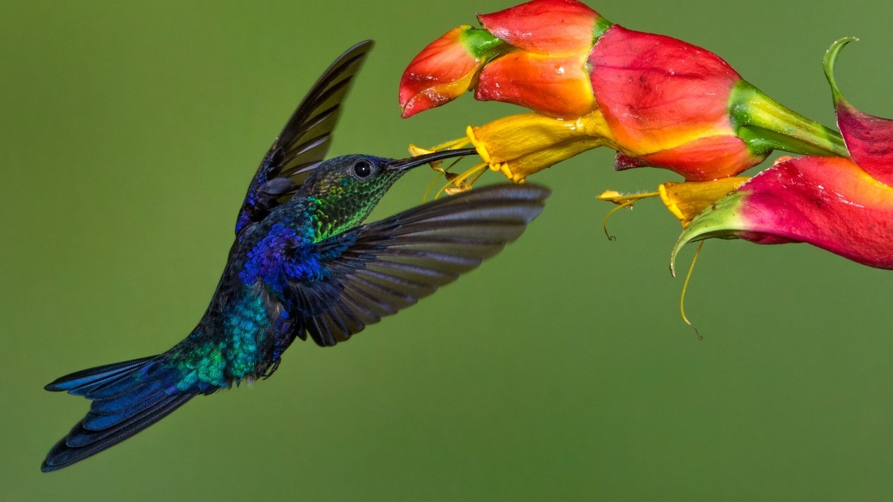 Обои цветок, крылья, птица, клюв, колибри, колибри-талурания, flower, wings, bird, beak, hummingbird, hummingbird-thalurania разрешение 2048x1268 Загрузить