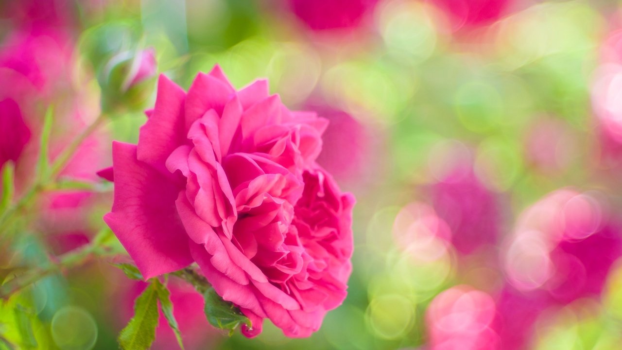 Обои цветы, роза, лепестки, сад, блики, бутон, flowers, rose, petals, garden, glare, bud разрешение 2048x1344 Загрузить
