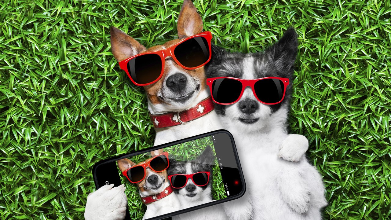 Обои трава, очки, юмор, телефон, фотография, собаки, селфи, grass, glasses, humor, phone, photo, dogs, selfie разрешение 2560x1600 Загрузить