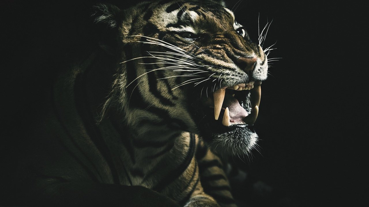 Обои тигр, оскал тигра, морда, взгляд, клыки, хищник, черный фон, зверь, дикая кошка, tiger, grin of a tiger, face, look, fangs, predator, black background, beast, wild cat разрешение 2048x1395 Загрузить