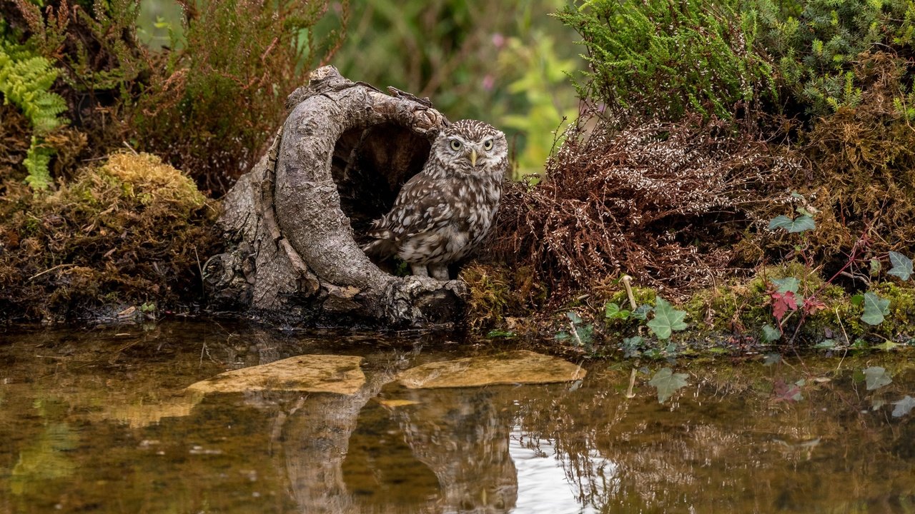 Обои вода, сова, растения, птица, мох, пень, домовый сыч, lynn griffiths, water, owl, plants, bird, moss, stump, the little owl разрешение 2048x1367 Загрузить