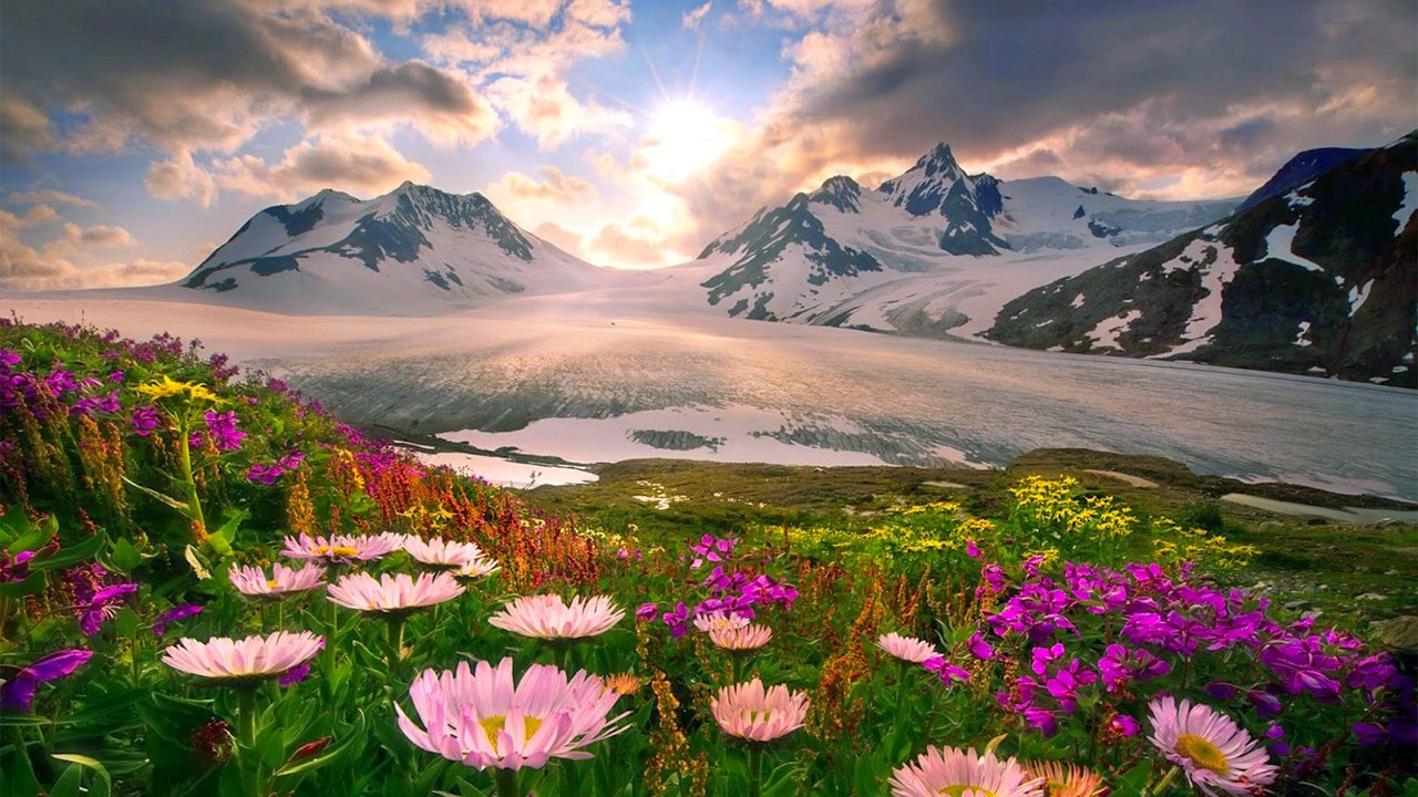 Обои цветы, горы, снег, flowers, mountains, snow разрешение 2500x1666 Загрузить