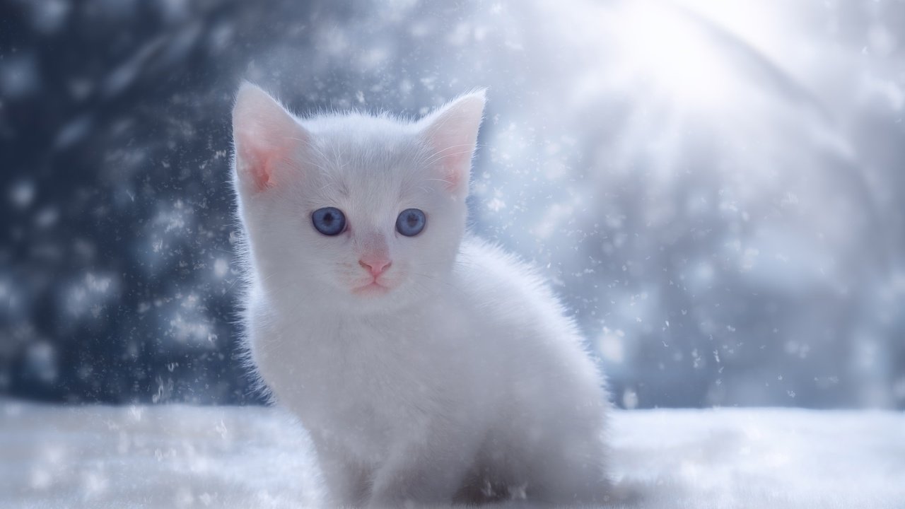 Обои глаза, снег, зима, кот, мордочка, кошка, взгляд, котенок, белый, white, eyes, snow, winter, cat, muzzle, look, kitty разрешение 2048x1367 Загрузить
