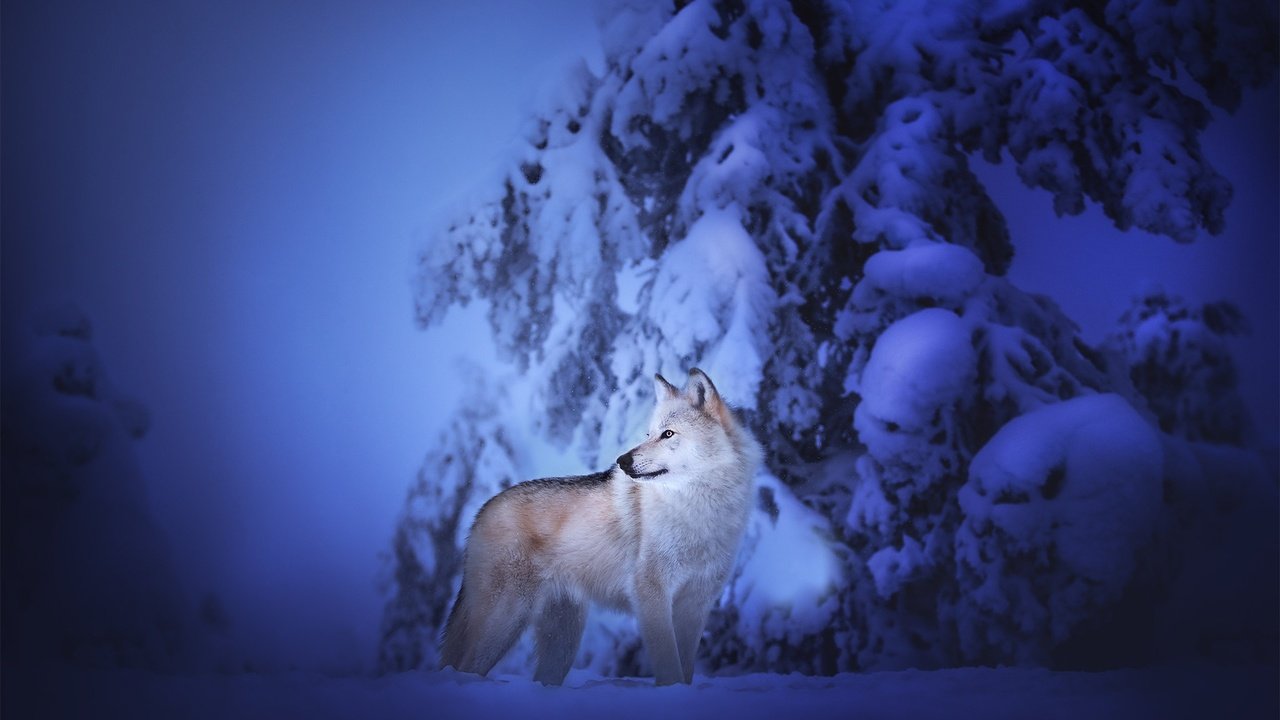 Обои снег, зима, собака, чехословацкая волчья собака, чехословацкий влчак, snow, winter, dog, the czechoslovakian wolfdog, czechoslovakian, wolfdog разрешение 2048x1365 Загрузить