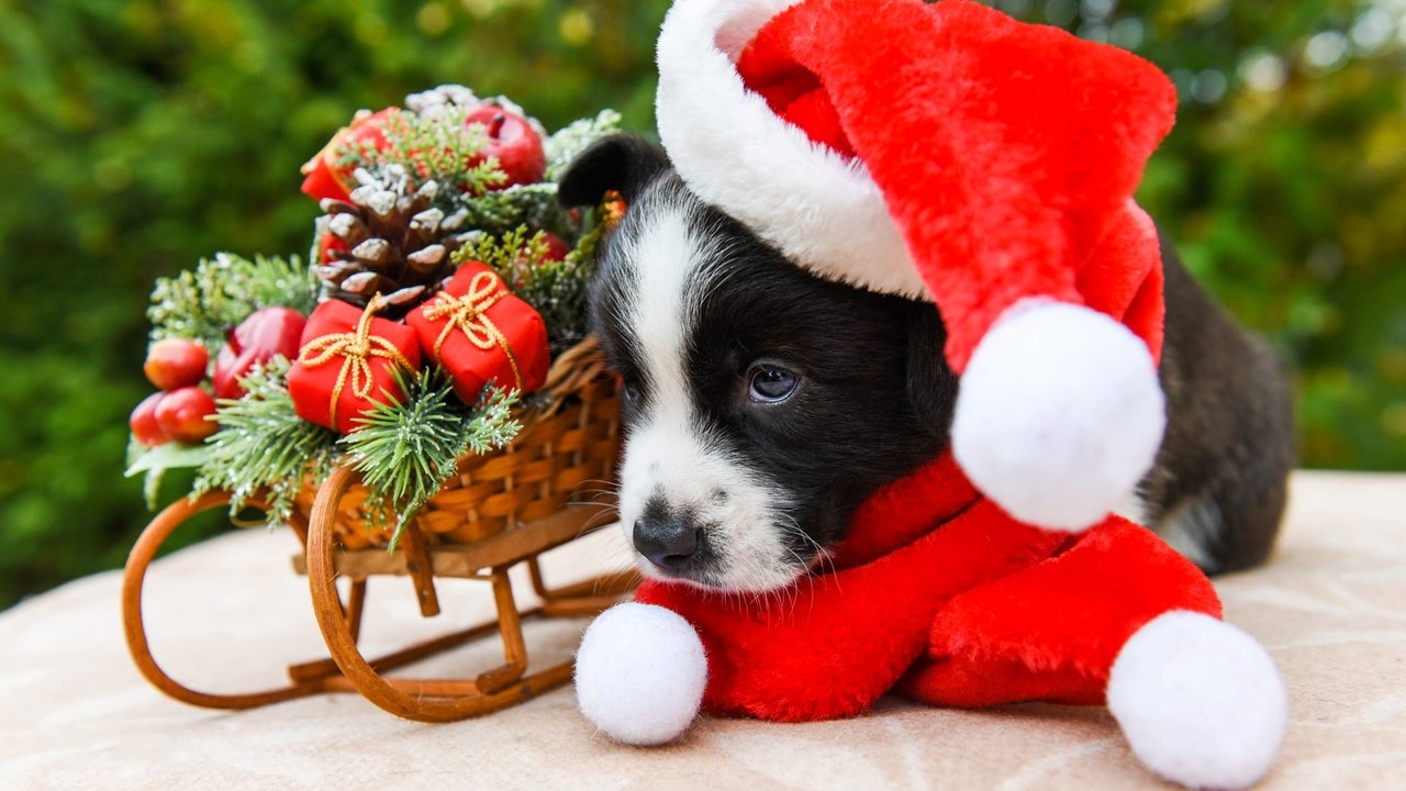 Обои новый год, шарфик, собака, вельш-корги, щенок, корги, игрушки, колпак санты, мордашка, малыш, рождество, санки, new year, scarf, dog, welsh corgi, puppy, corgi, toys, face, baby, christmas, sled разрешение 2000x1333 Загрузить