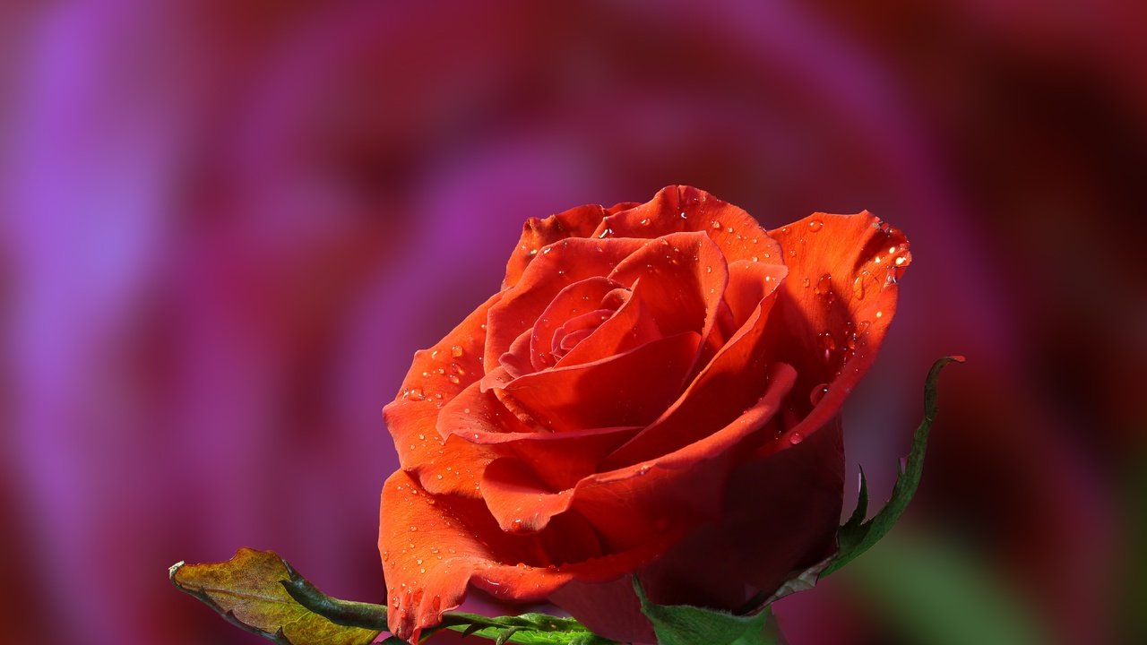Обои цветок, капли, роза, бутон, боке, flower, drops, rose, bud, bokeh разрешение 5770x3765 Загрузить