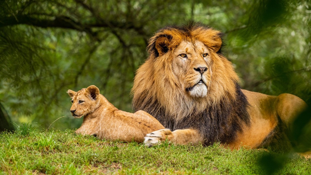 Обои боке, морда, природа, зелень, взгляд, лев, малыш, львёнок, детеныш, bokeh, face, nature, greens, look, leo, baby, lion, cub разрешение 5671x3781 Загрузить