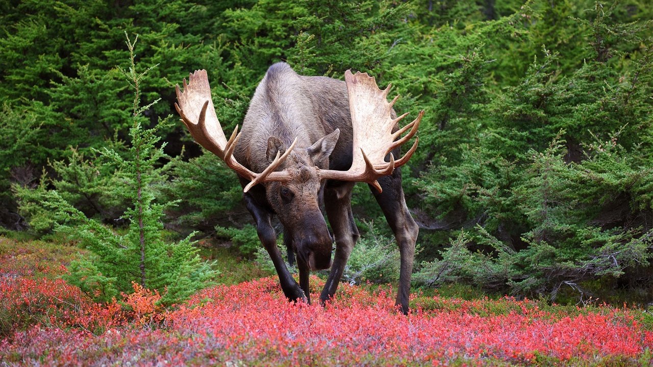 Обои природа, лось, nature, moose разрешение 2048x1300 Загрузить