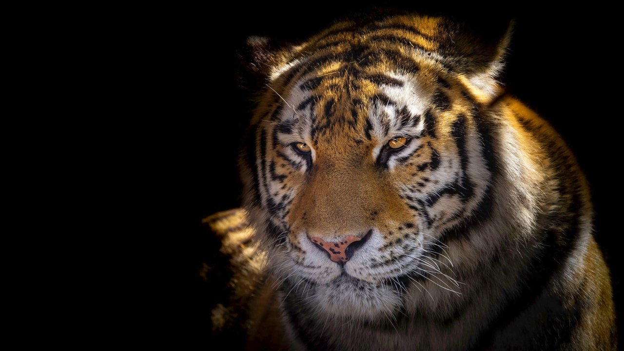 Обои тигр, морда, свет, портрет, взгляд, черный фон, tiger, face, light, portrait, look, black background разрешение 2364x1330 Загрузить