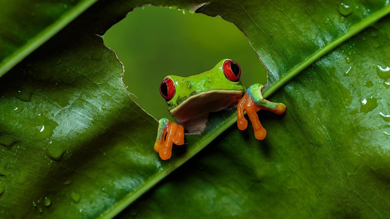 Обои взгляд, листок, лягушка, дырка, отверстие, древесная лягушка, красноглазая квакша, look, leaf, frog, hole, tree frog, red-eyed tree frog разрешение 2000x1333 Загрузить