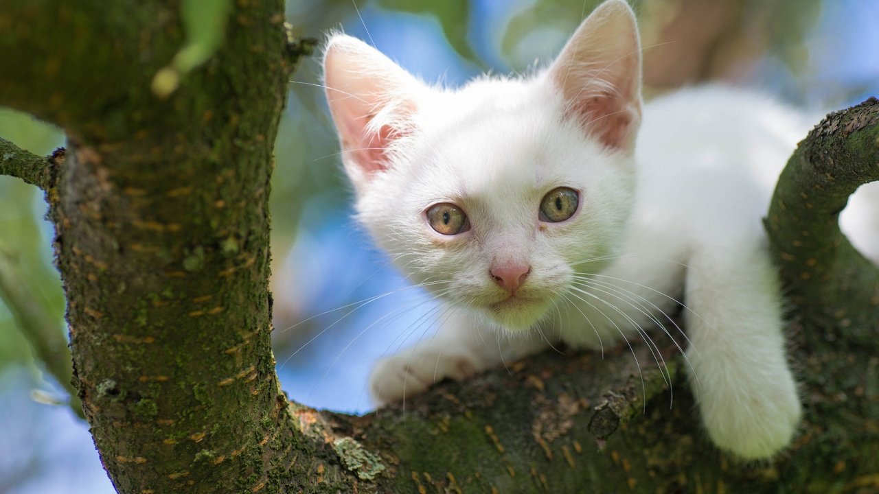 Обои дерево, кот, мордочка, кошка, взгляд, котенок, белый, на дереве, tree, cat, muzzle, look, kitty, white, on the tree разрешение 2048x1280 Загрузить