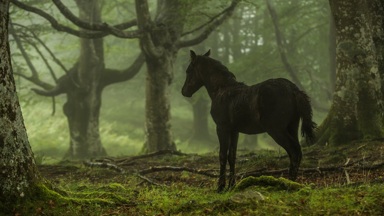 Обои лошадь, деревья, лес, конь, horse, trees, forest разрешение 2048x1223 Загрузить