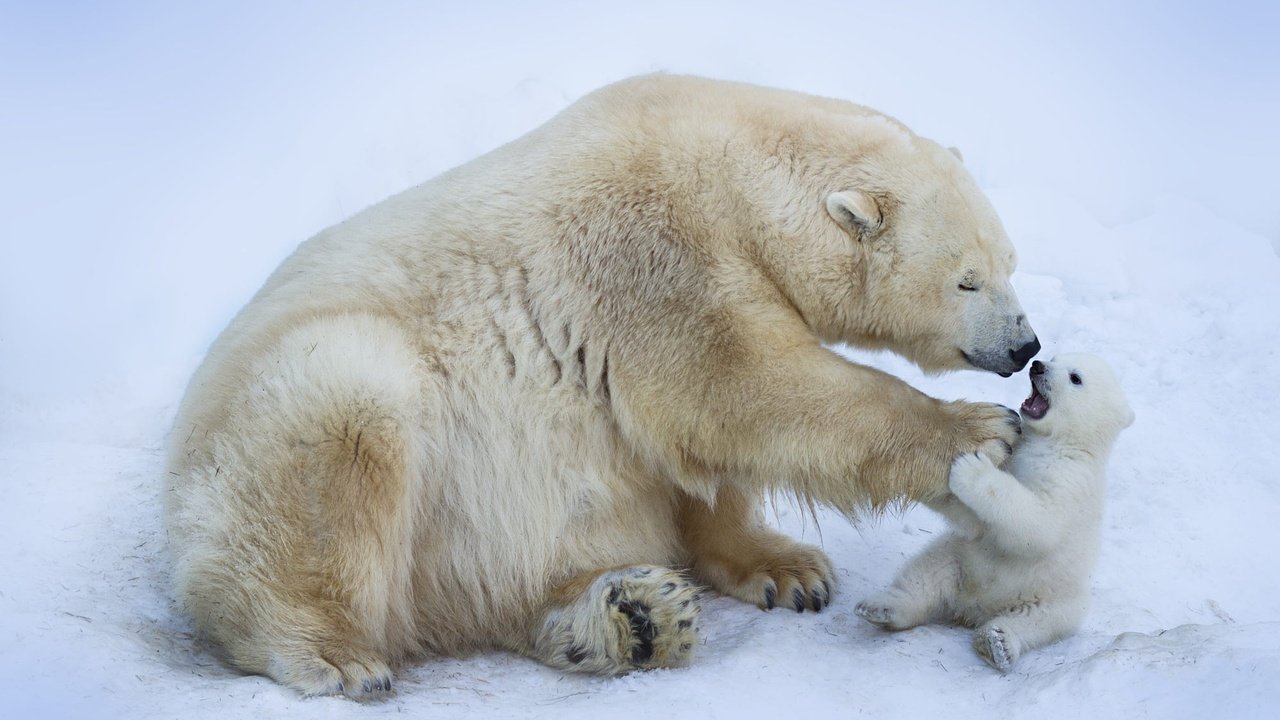 Обои зима, медведь, малыш, лапа, медведи, ласка, белый медведь, медвежонок, winter, bear, baby, paw, bears, weasel, polar bear разрешение 2000x1333 Загрузить