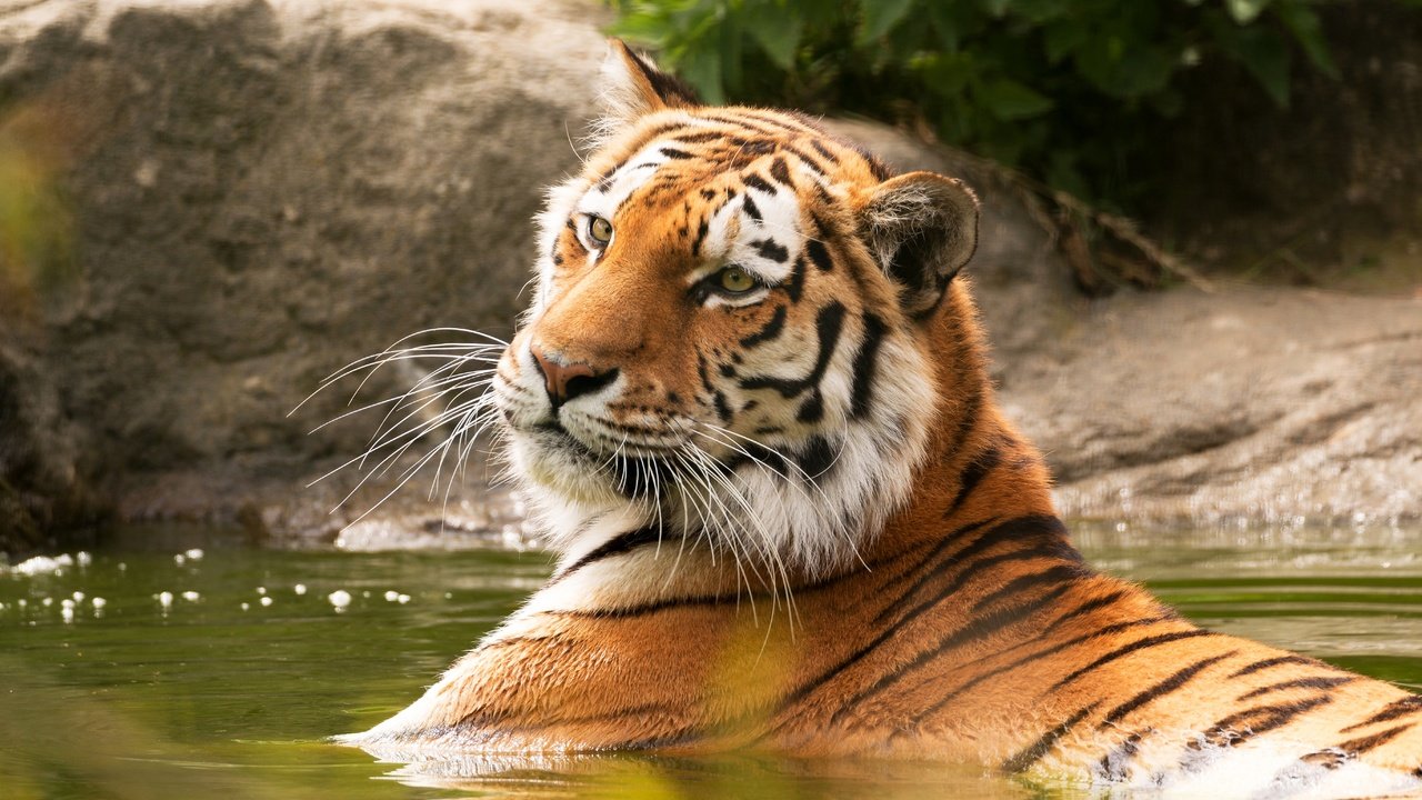 Обои тигр, морда, водоем, купание, tiger, face, pond, bathing разрешение 5472x3648 Загрузить