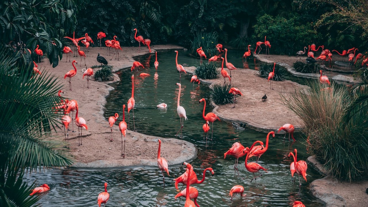 Обои вода, природа, фламинго, water, nature, flamingo разрешение 2400x1600 Загрузить