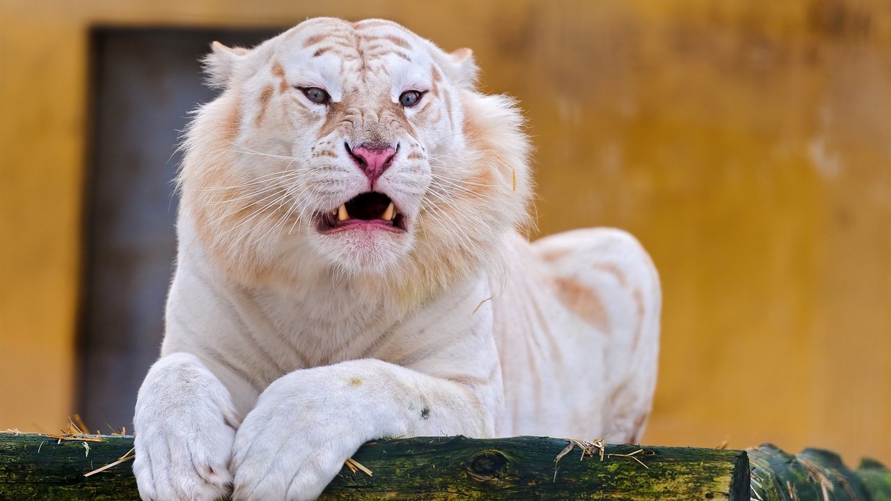Обои тигр, альбинос, морда, белый тигр, взгляд, клыки, хищник, отдых, оскал, дикая кошка, tiger, albino, face, white tiger, look, fangs, predator, stay, grin, wild cat разрешение 2560x1440 Загрузить