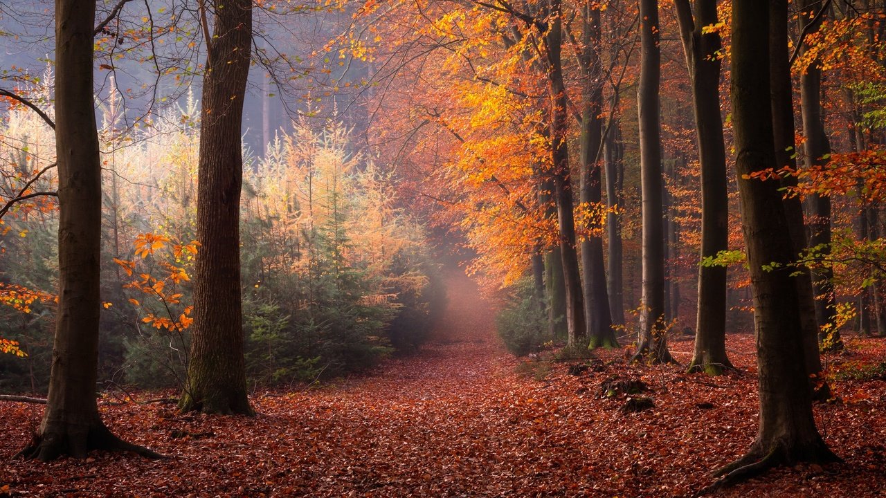Обои деревья, лес, осень, нидерланды, опавшие листья, trees, forest, autumn, netherlands, fallen leaves разрешение 2048x1365 Загрузить