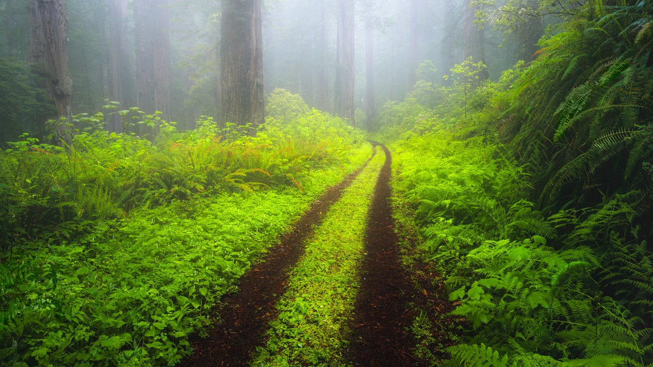 Обои дорога, деревья, природа, лес, пейзаж, утро, туман, road, trees, nature, forest, landscape, morning, fog разрешение 2048x1365 Загрузить