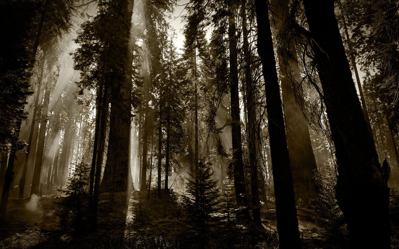 Обои деревья, лес, темный фон, trees, forest, the dark background разрешение 2560x1600 Загрузить