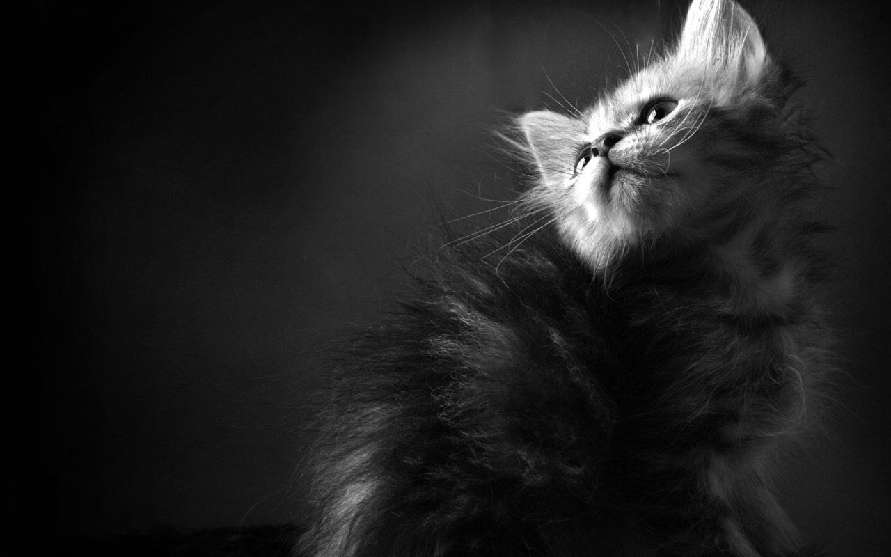 Обои обои, кот, кошка, чёрно-белое, котенок, пушистый, кошки, чб, wallpaper, cat, black and white, kitty, fluffy, cats, bw разрешение 2560x1440 Загрузить
