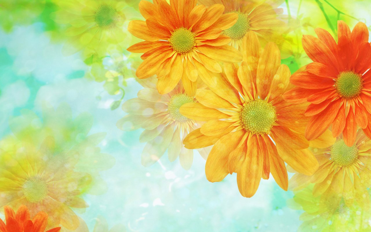 Обои цветы, обои, фон, светлый, flowers, wallpaper, background, light разрешение 1920x1200 Загрузить