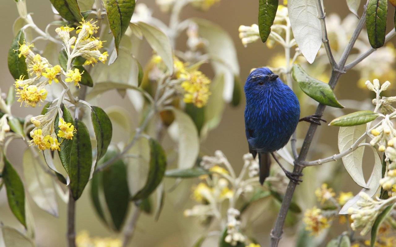 Обои цветы, ветка, птичка, flowers, branch, bird разрешение 1920x1080 Загрузить