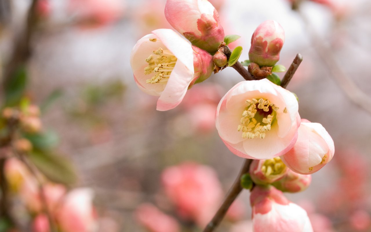 Обои ветка, цветение, весна, розовый, вишня, сакура, branch, flowering, spring, pink, cherry, sakura разрешение 3648x2736 Загрузить
