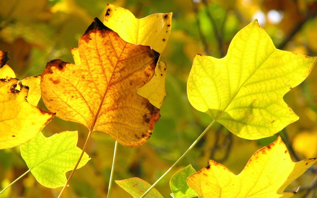 Обои желтый, осень, желтые листья, передний план, yellow, autumn, yellow leaves, foreground разрешение 2816x2112 Загрузить