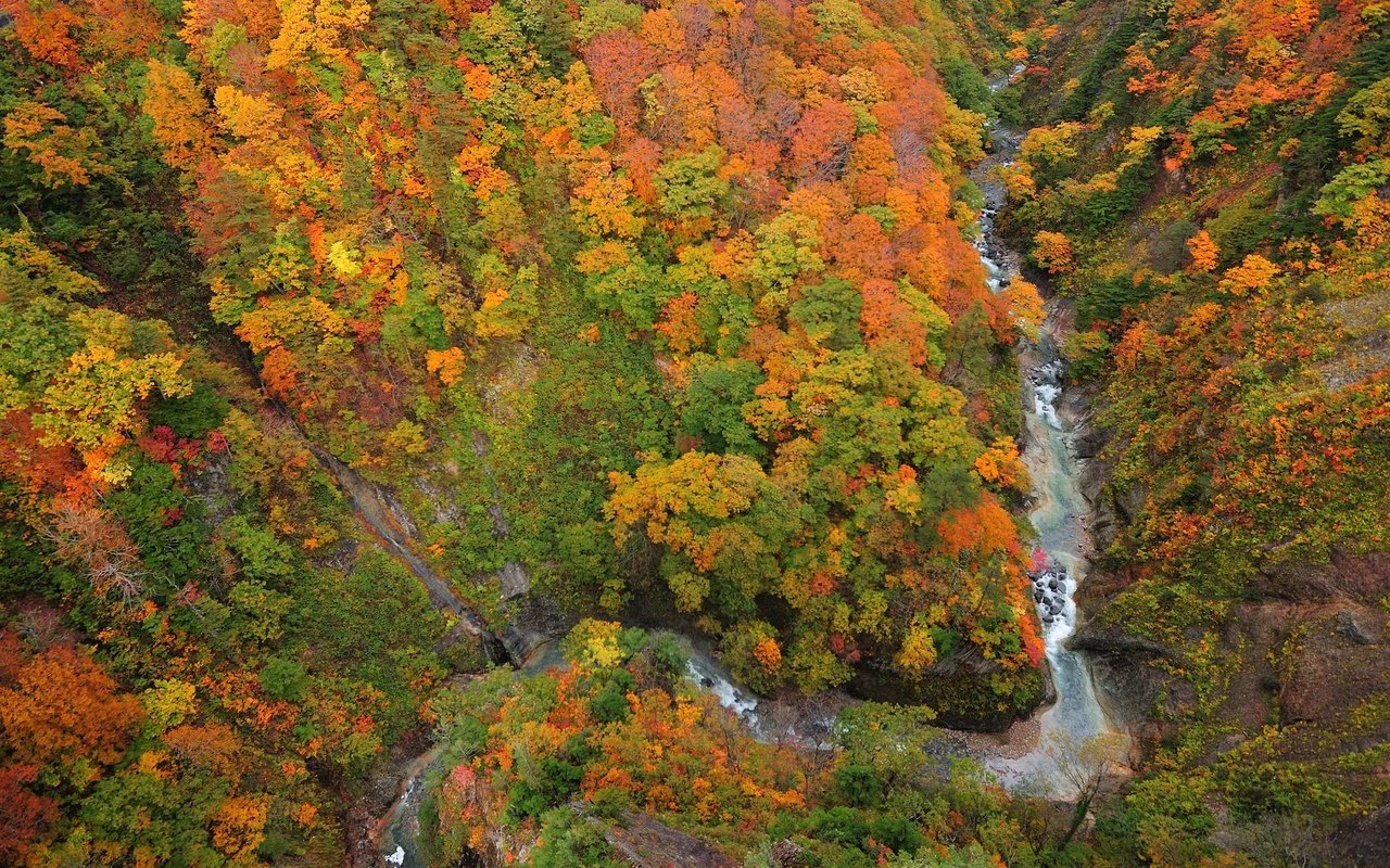 Обои деревья, река, лес, листья, осень, ущелье, сверху, trees, river, forest, leaves, autumn, gorge, top разрешение 2560x1600 Загрузить