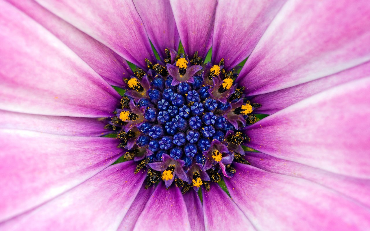 Обои синий, цветок, лепестки, розовый, пыльца, blue, flower, petals, pink, pollen разрешение 1920x1200 Загрузить