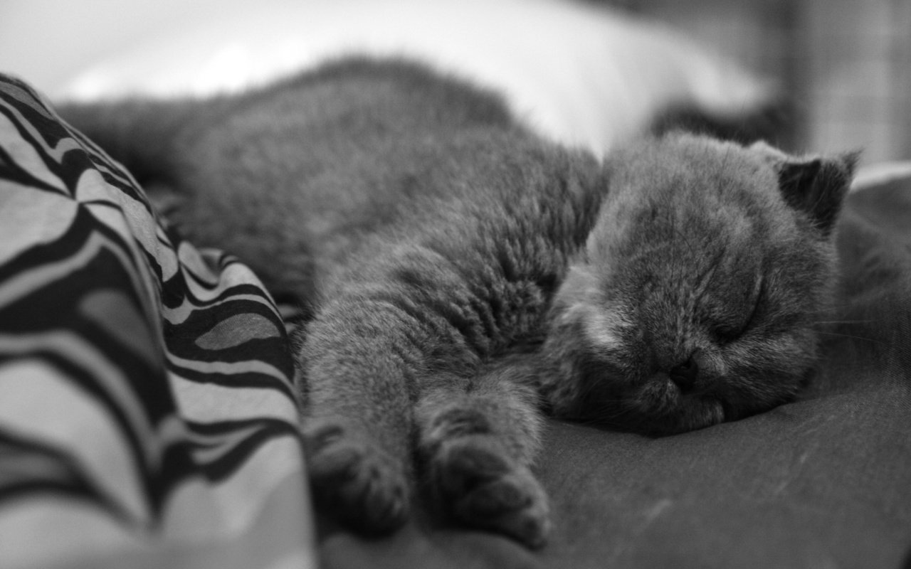 Обои чёрно-белое, котенок, спит, нос, black and white, kitty, sleeping, nose разрешение 3888x2592 Загрузить
