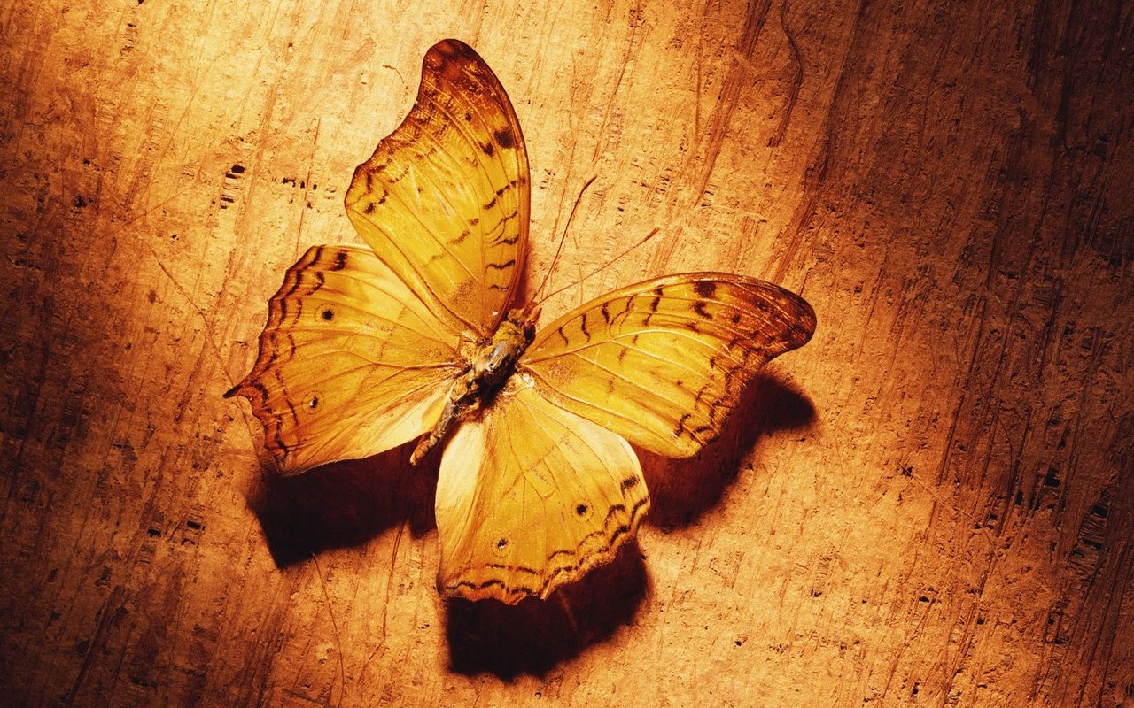 Обои желтый, бабочка, yellow, butterfly разрешение 1920x1200 Загрузить