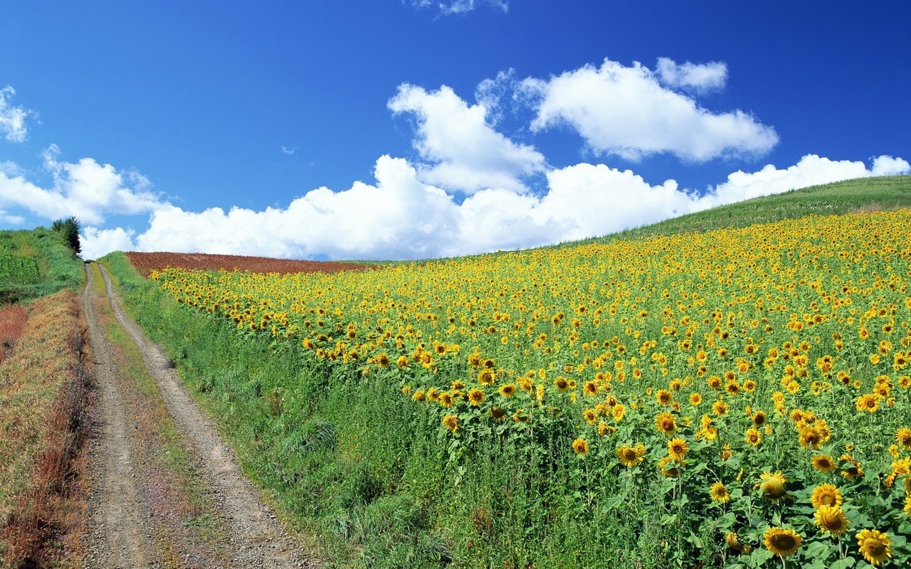 Обои дорога, облака, подсолнухи, road, clouds, sunflowers разрешение 1920x1200 Загрузить