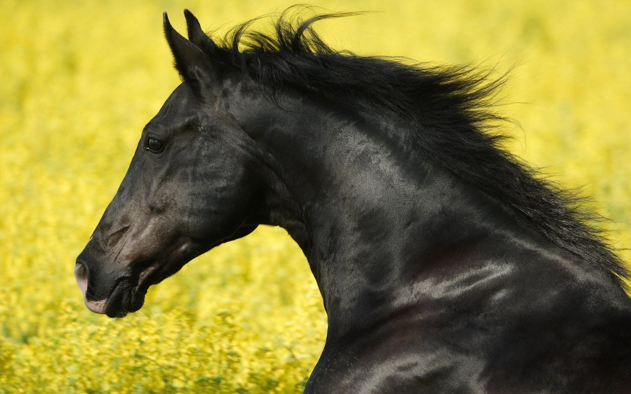 Обои черный, кони, жеребец, black, horses, stallion разрешение 1920x1200 Загрузить