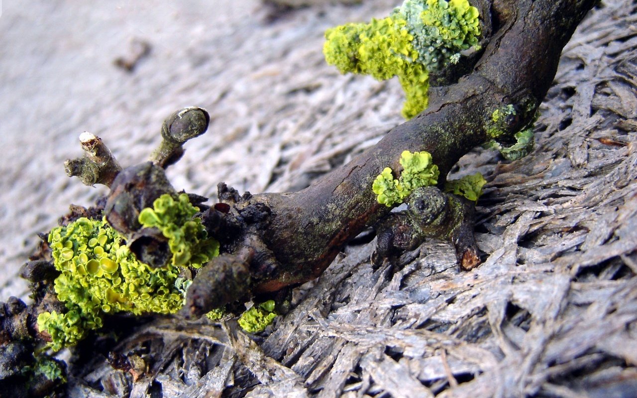 Обои ветка, природа, макро, мох, коряга, лишайники, branch, nature, macro, moss, snag, lichens разрешение 1920x1440 Загрузить
