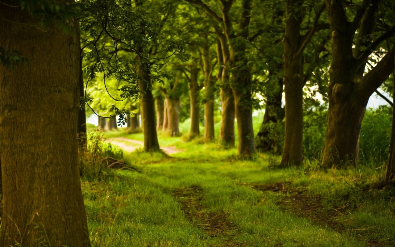 Обои деревья, природа, лес, фото, дорожка, ствол, trees, nature, forest, photo, track, trunk разрешение 1920x1200 Загрузить