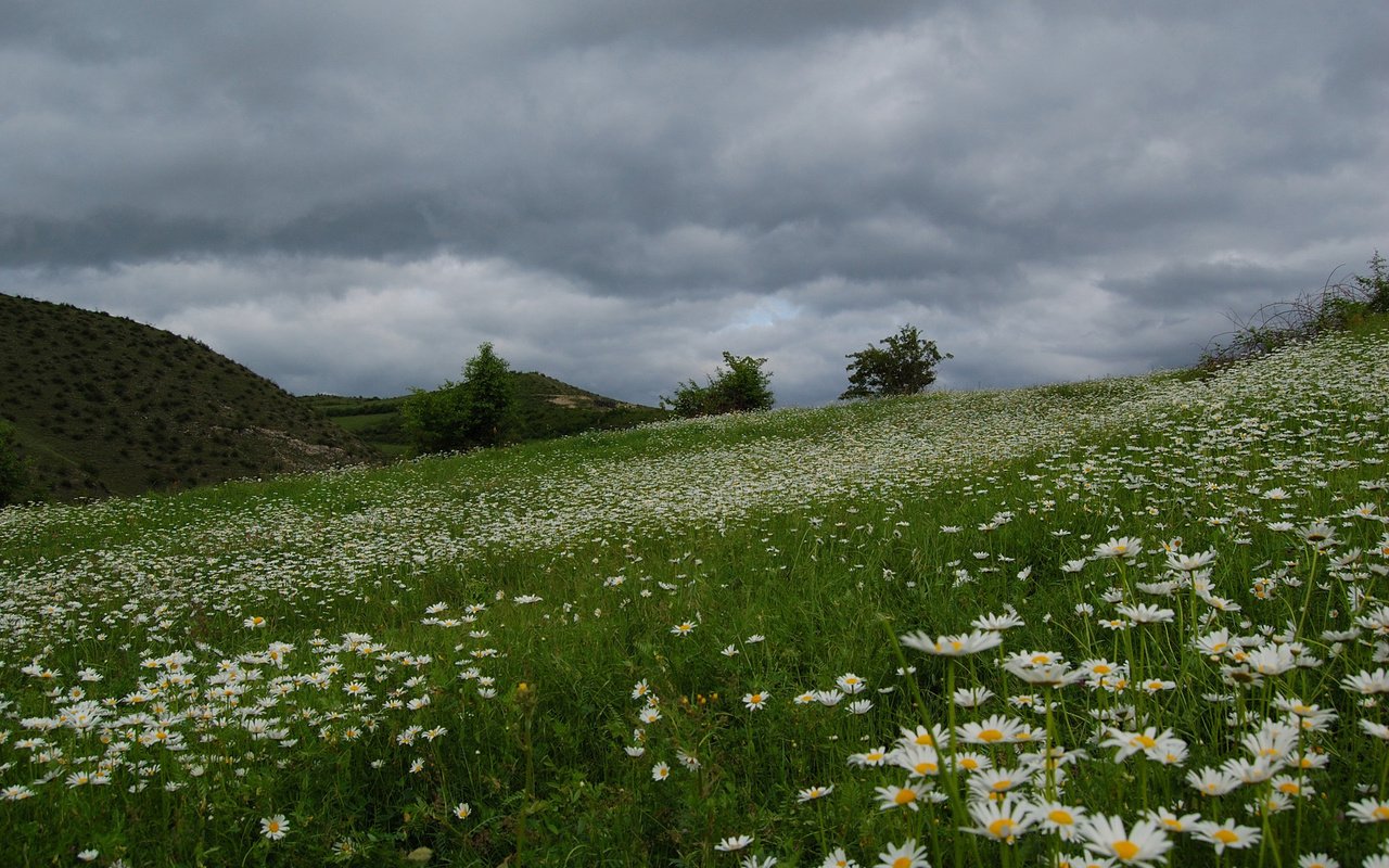 Обои поле, красивое, ромашек, field, beautiful, daisies разрешение 1920x1200 Загрузить