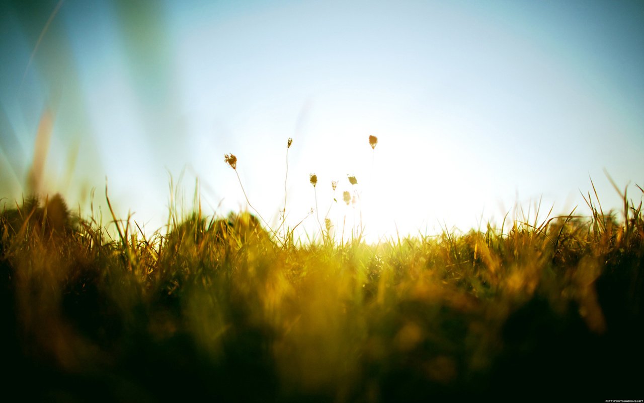 Обои небо, трава, солнце, зелень, лето, тепло, the sky, grass, the sun, greens, summer, heat разрешение 1920x1200 Загрузить