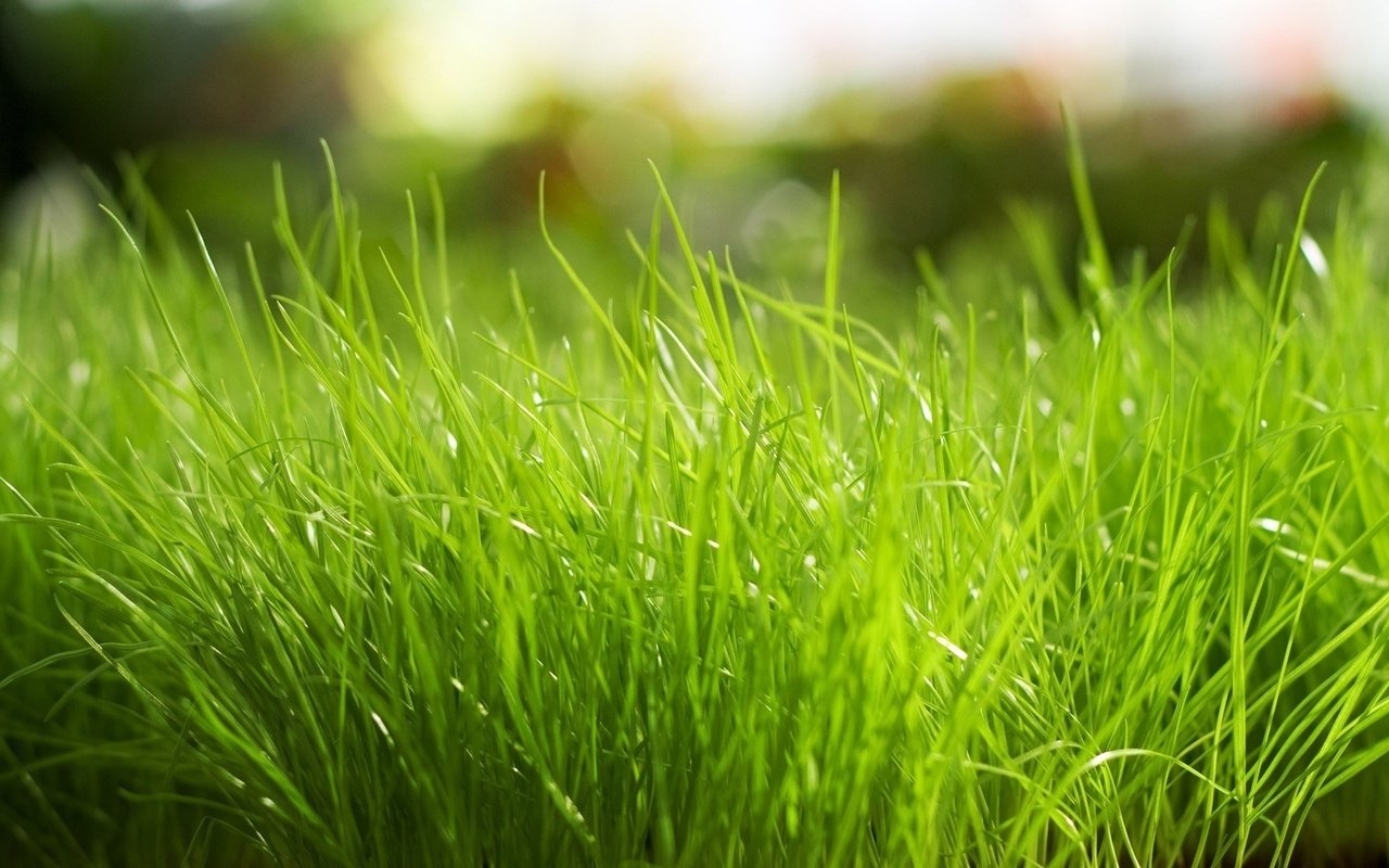 Обои трава, макро, ярко, зеленая, grass, macro, bright, green разрешение 1920x1080 Загрузить