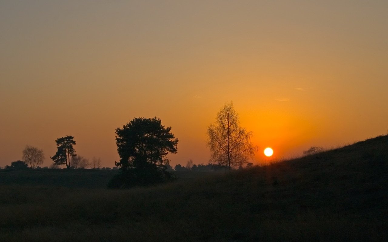 Обои небо, деревья, солнце, закат, горизонт, the sky, trees, the sun, sunset, horizon разрешение 1920x1200 Загрузить