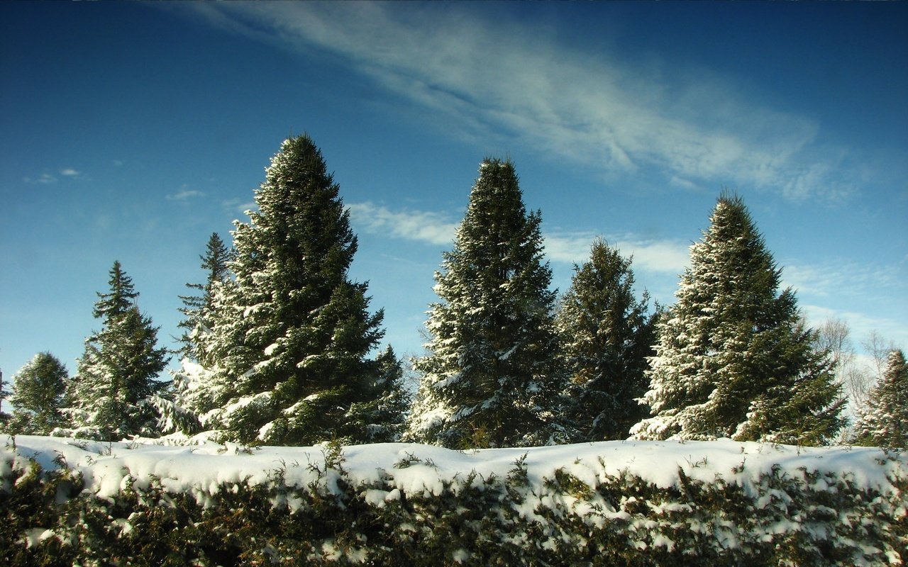 Обои небо, снег, елки, the sky, snow, tree разрешение 2560x1600 Загрузить