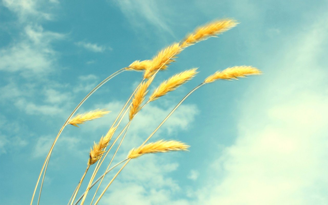 Обои небо, облака, лето, пшеница, колоски, лёгкость, the sky, clouds, summer, wheat, spikelets, ease разрешение 1920x1200 Загрузить