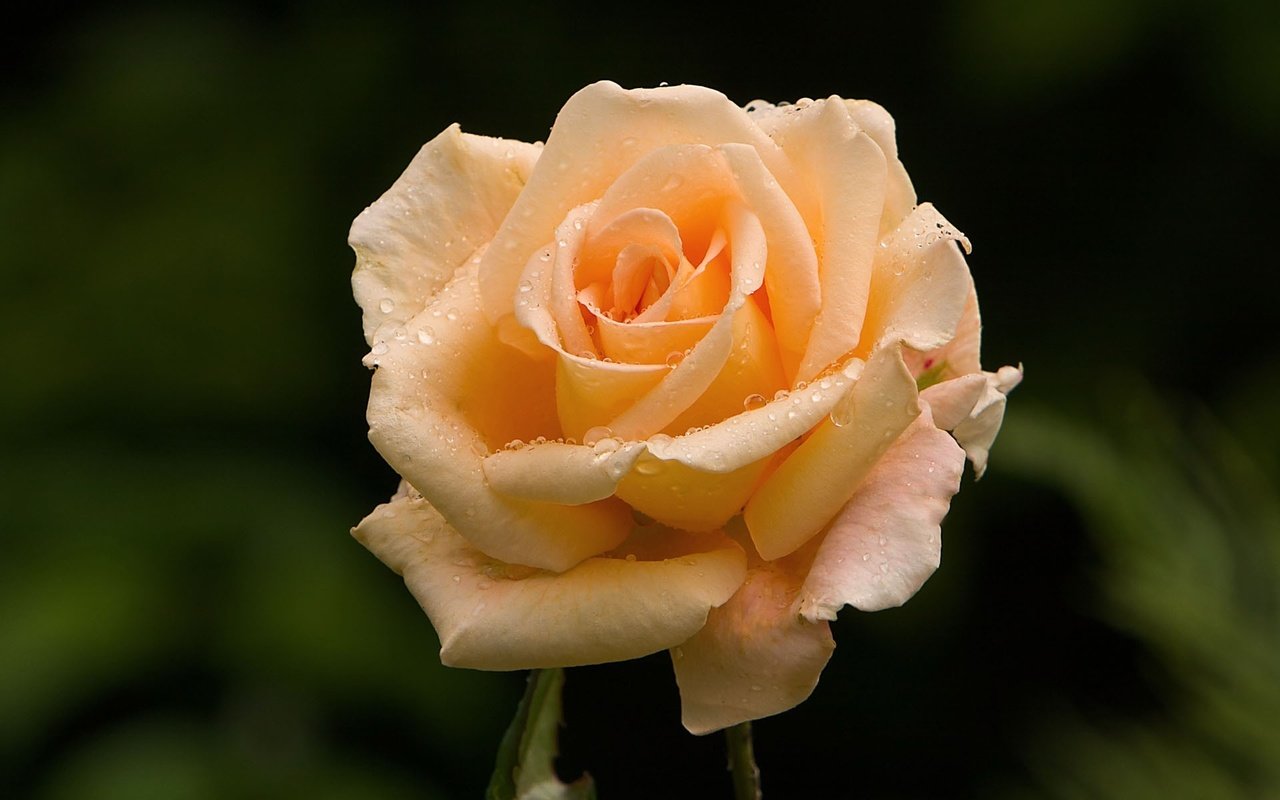 Обои роса, роза, розовая, rosa, rose, pink разрешение 1920x1200 Загрузить