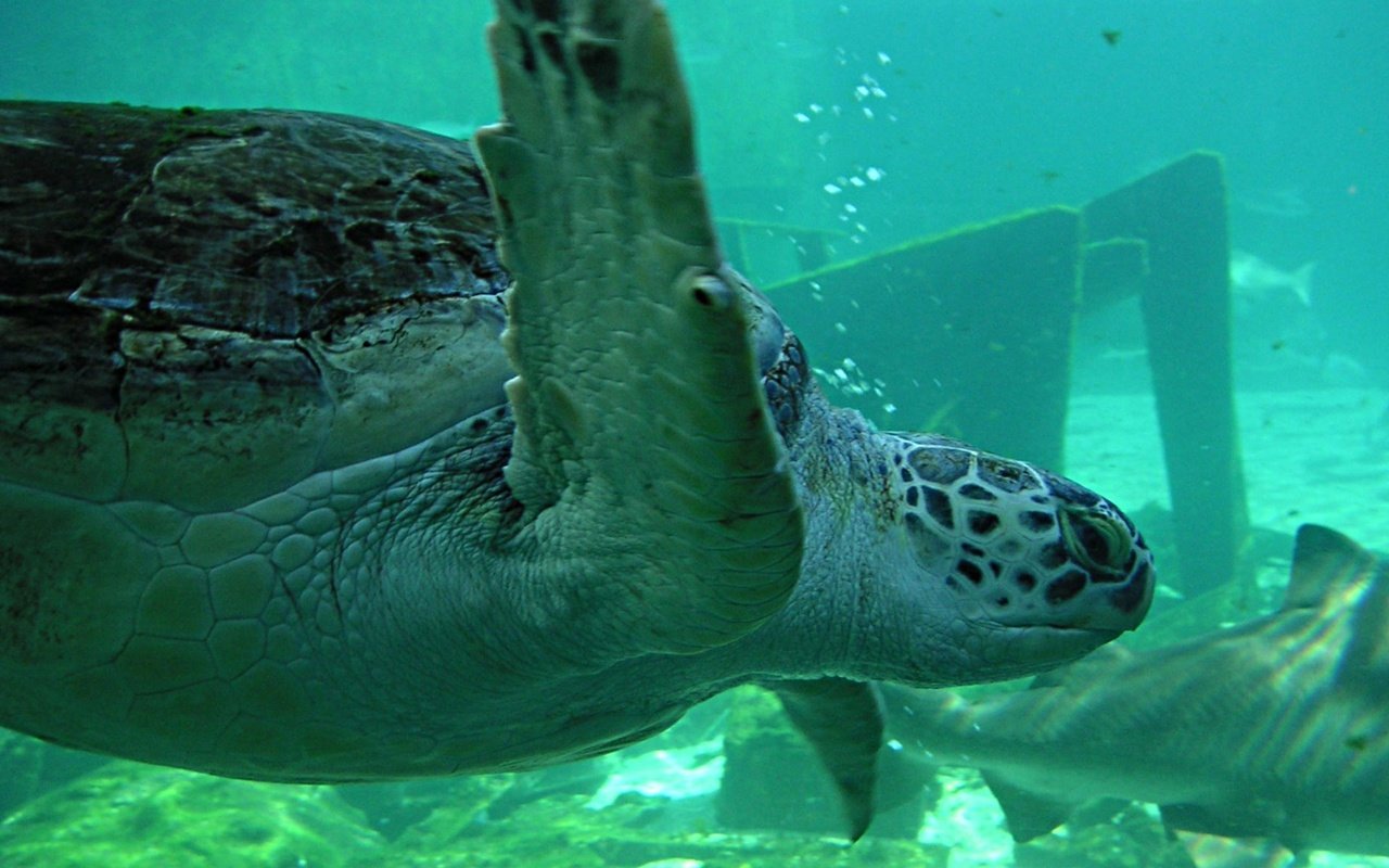 Обои черепаха, океан, подводный мир, turtle, the ocean, underwater world разрешение 1920x1200 Загрузить