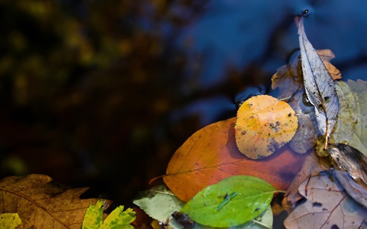 Обои вода, природа, макро фото, листья, лужа, water, nature, macro photo, leaves, puddle разрешение 2560x1600 Загрузить